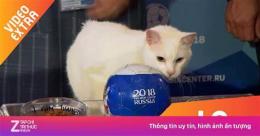 ảnh chụp màn hình mèo tiên tri dự đoán bóng đá hôm nay