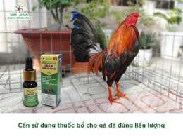 hướng dẫn sử dụng bóng đá gà vàng