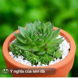 hướng dẫn sử dụng bông sen đá