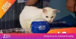 hướng dẫn sử dụng mèo tiên tri dự đoán bóng đá hôm nay