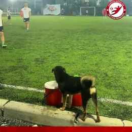 nay có đá bóng không